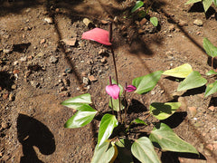 Anthurium (Anthurium andraeanum) — live plant from Wade Greens