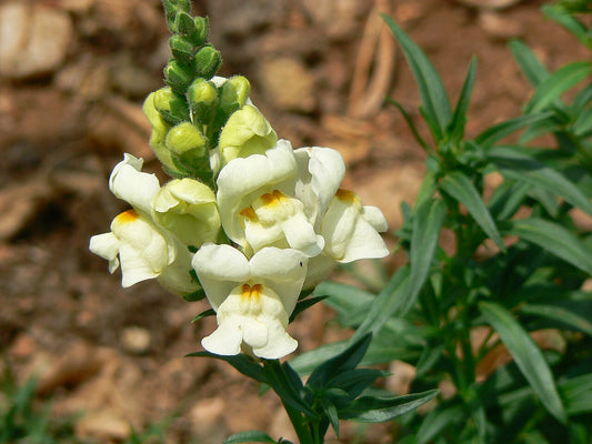 Snapdragons (Antirrhinum majus) - live plant from Wade Greens