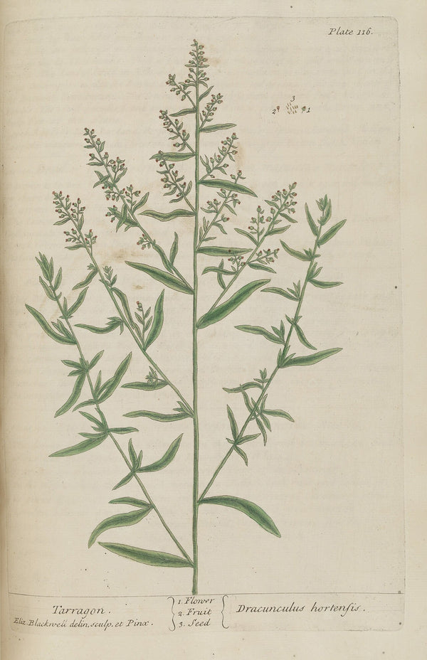 Tarragon - Fresh Cut — photo: Oceancetaceen - Alice Chodura, Public domain, via Wikimedia Commons