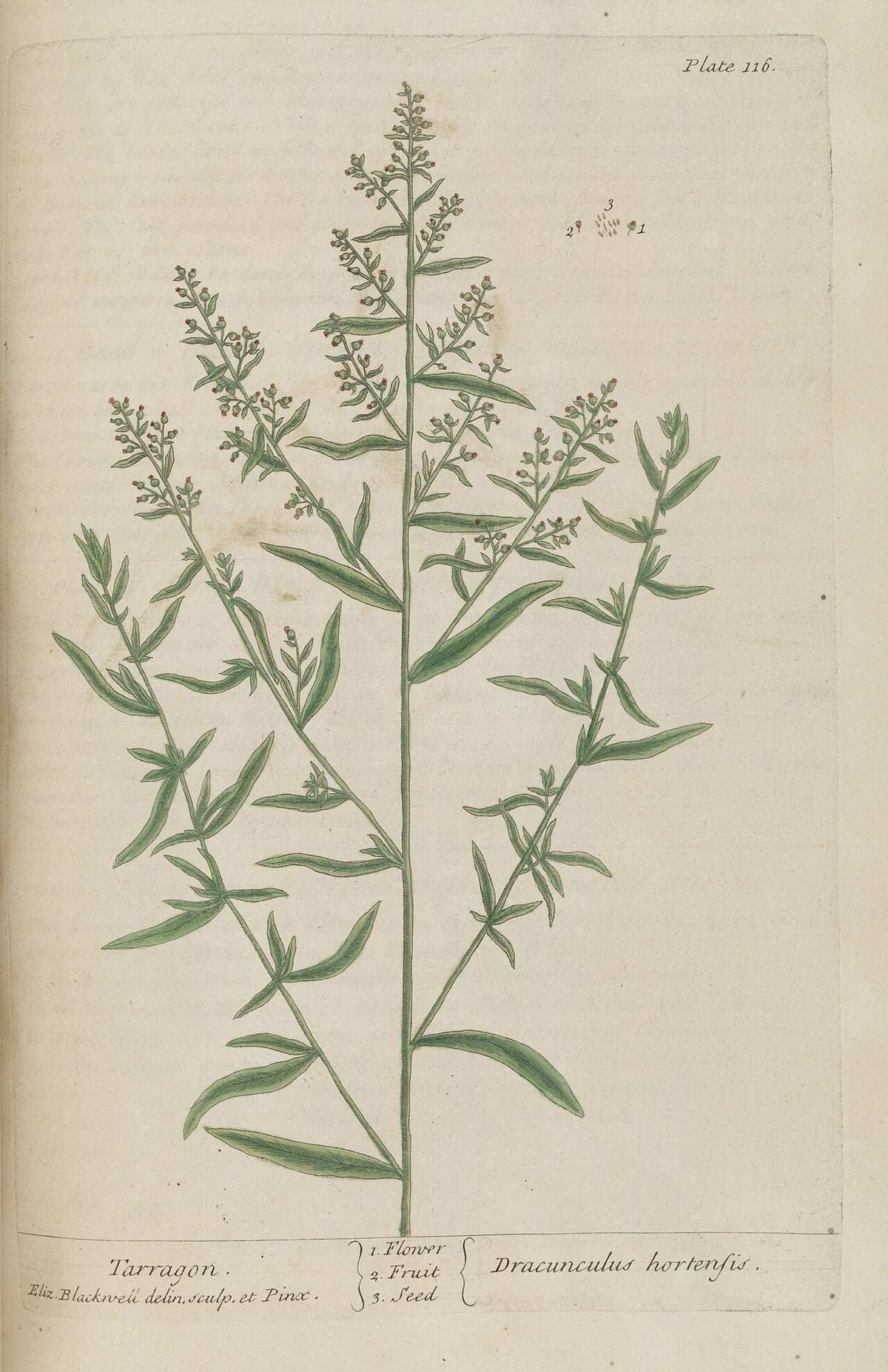 Tarragon - Fresh Cut — photo: Oceancetaceen - Alice Chodura, Public domain, via Wikimedia Commons