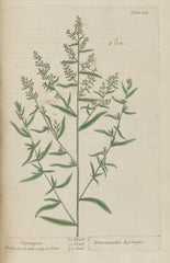 Tarragon - Fresh Cut — photo: Oceancetaceen - Alice Chodura, Public domain, via Wikimedia Commons
