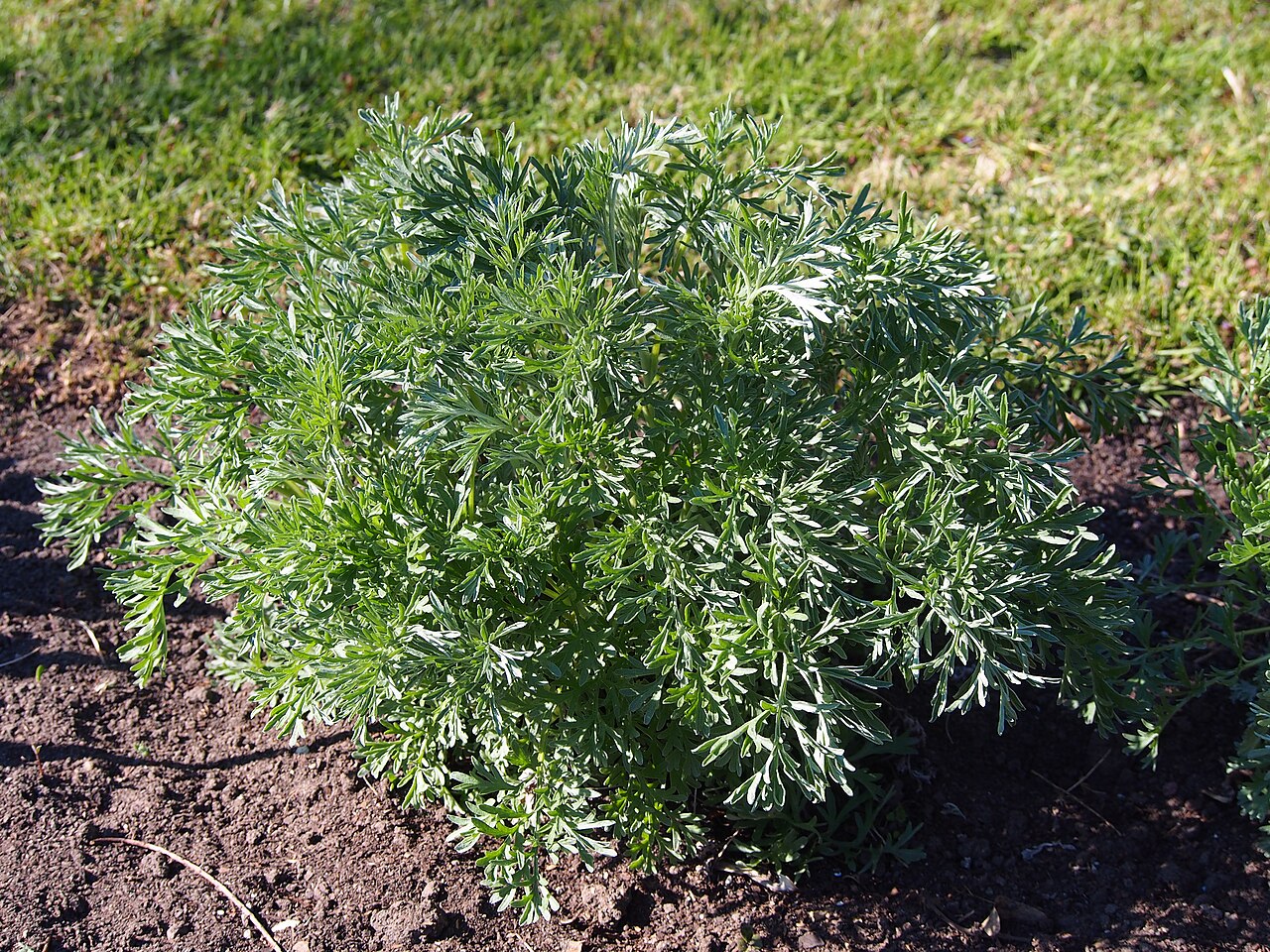 Tarragon Live Herb Plant — photo: Agnieszka Kwiecień, Nova, CC BY-SA 4.0, via Wikimedia Commons
