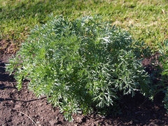 Tarragon Live Herb Plant — photo: Agnieszka Kwiecień, Nova, CC BY-SA 4.0, via Wikimedia Commons