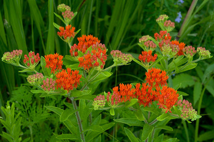 Milkweed Live Plant