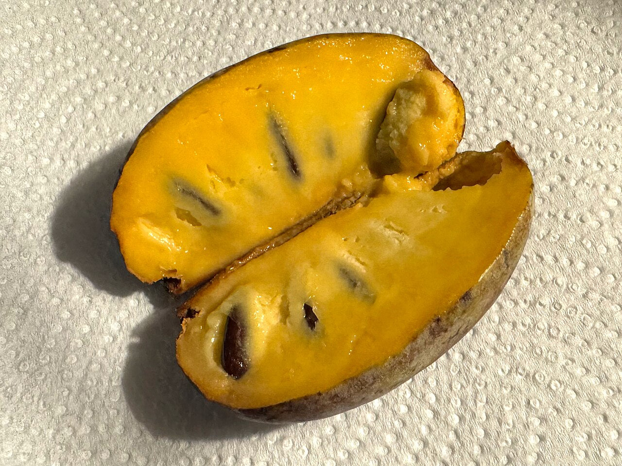 Pawpaw Tree Sapling (Asimina triloba) — live plant from Wade Greens