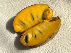 Pawpaw Tree Sapling (Asimina triloba) — live plant from Wade Greens