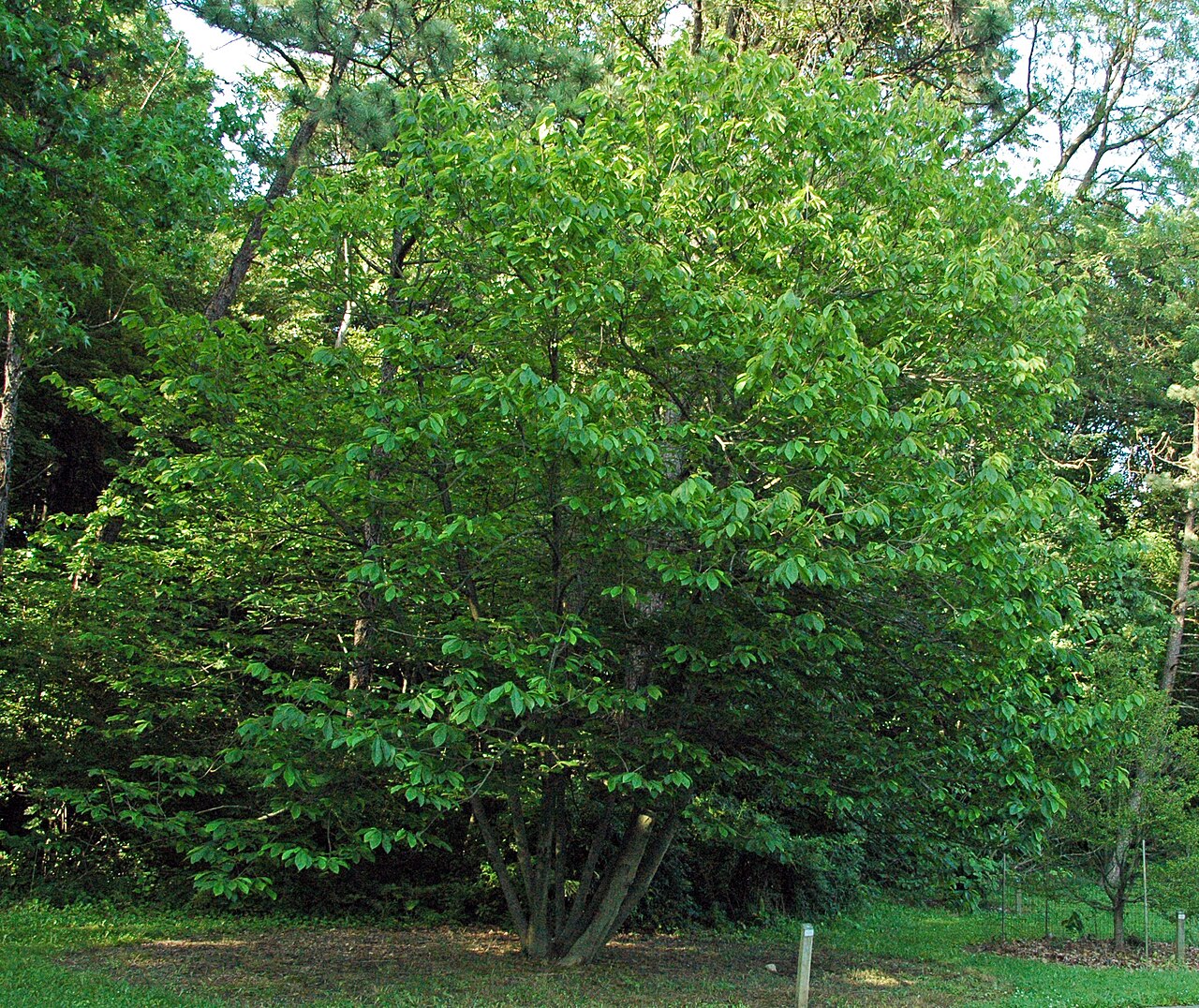 Pawpaw Tree Sapling (Asimina triloba) — live plant from Wade Greens