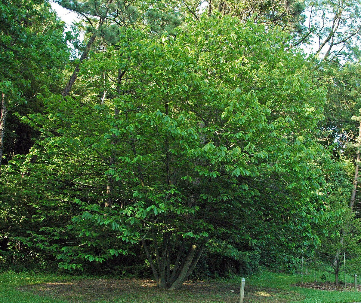 Pawpaw Tree Sapling (Asimina triloba) — live plant from Wade Greens