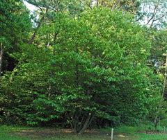 Pawpaw Tree Sapling (Asimina triloba) — live plant from Wade Greens