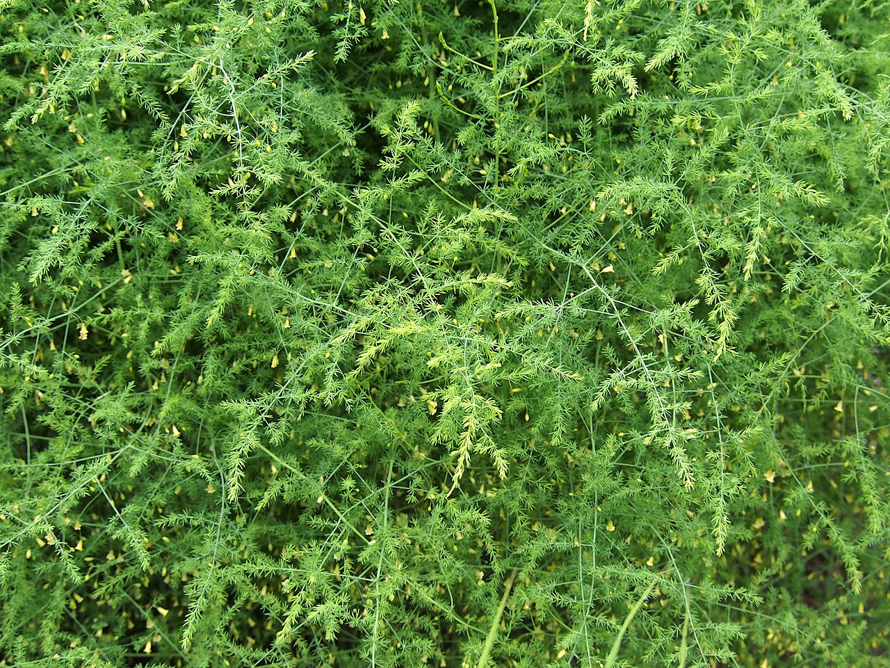Fresh Asparagus grown in Alabama by Wade Greens