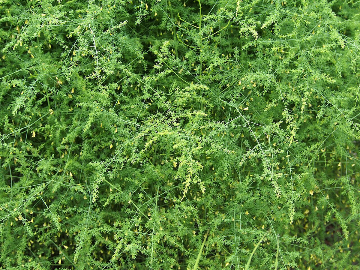 Fresh Asparagus grown in Alabama by Wade Greens