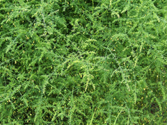 Fresh Asparagus grown in Alabama by Wade Greens
