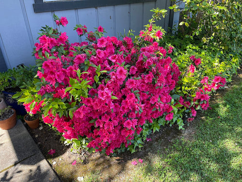 Azalea (Encore) Shrub — photo: Missvain, CC BY 4.0, via Wikimedia Commons
