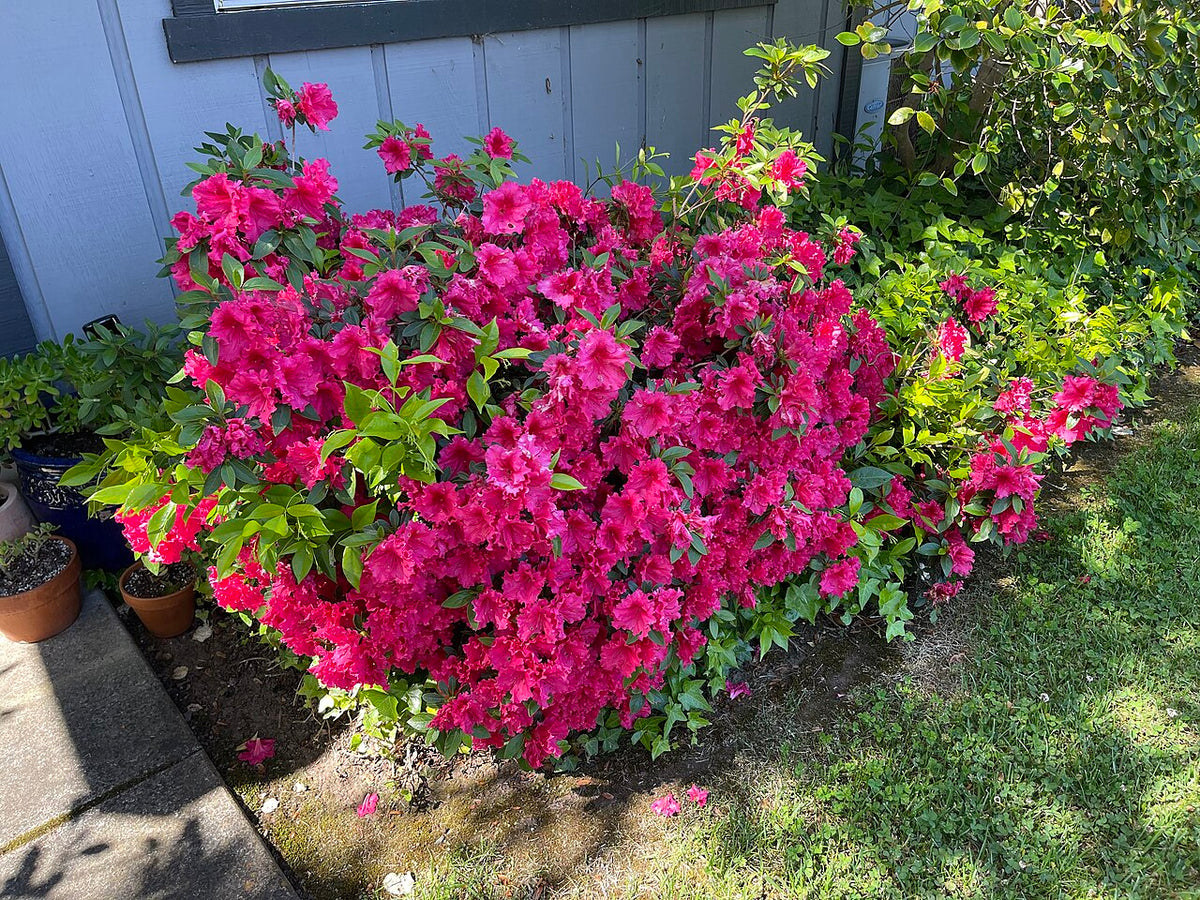 Azalea (Encore) Shrub — photo: Missvain, CC BY 4.0, via Wikimedia Commons