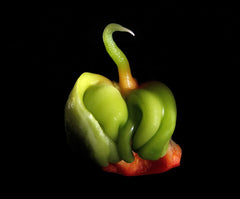Fresh Sweet Pepper (Bell) grown in Alabama by Wade Greens
