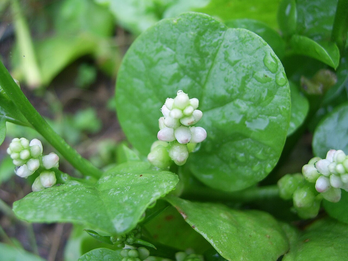 Malabar Spinach Starter Plant — photo: Wikimedia Commons contributor, CC BY-SA 3.0, via Wikimedia Commons