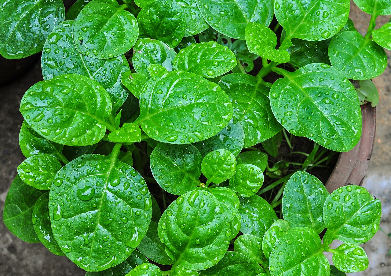 Fresh Malabar Spinach grown in Alabama by Wade Greens