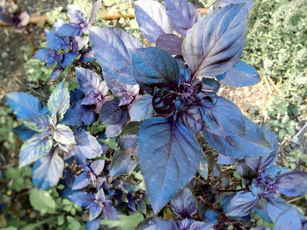 Purple Basil - Fresh Cut — photo: Axdae, CC BY-SA 4.0, via Wikimedia Commons