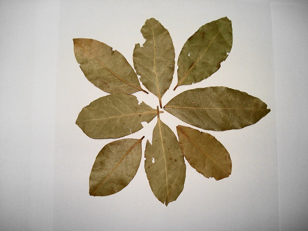 Bay Laurel - Fresh Cut — photo: Miansari66, Public domain, via Wikimedia Commons