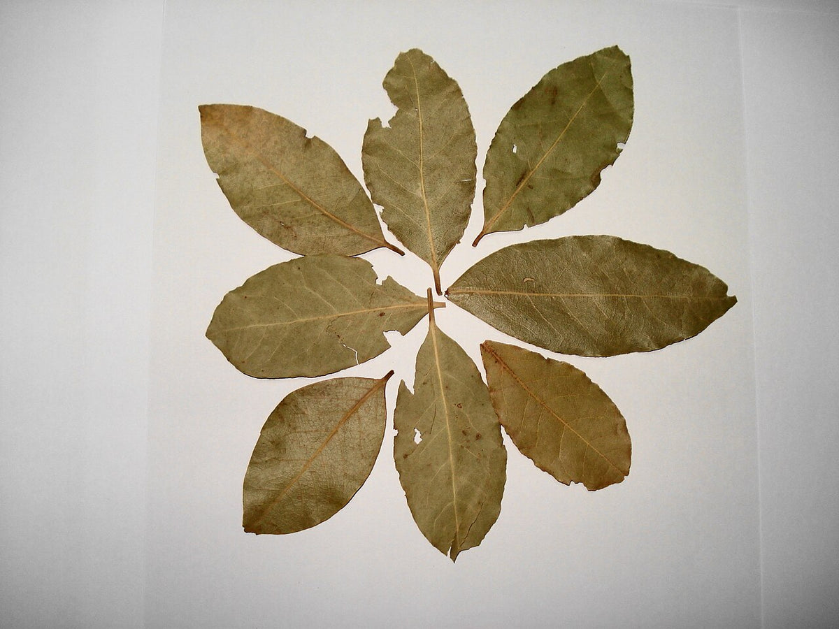 Bay Laurel - Fresh Cut — photo: Miansari66, Public domain, via Wikimedia Commons