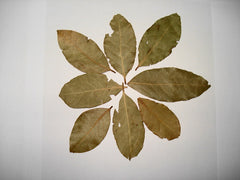 Bay Laurel - Fresh Cut — photo: Miansari66, Public domain, via Wikimedia Commons