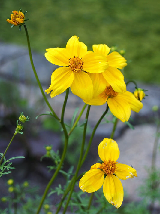 Bidens ferulifolia covered in golden daisy flowers. Photo: Agnieszka Kwiecien (Nova), CC BY-SA 4.0, via Wikimedia Commons.
