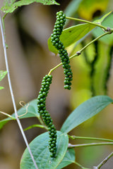 Whole peppercorns from Wade Greens