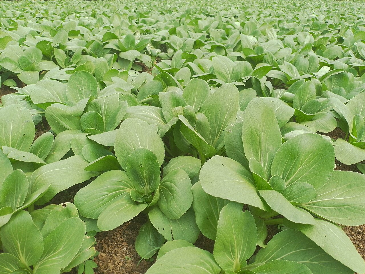 Fresh Bok Choy / Pak Choi grown in Alabama by Wade Greens