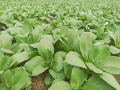 Fresh Bok Choy / Pak Choi grown in Alabama by Wade Greens