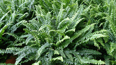 Boston Fern (Nephrolepis exaltata) — live plant from Wade Greens