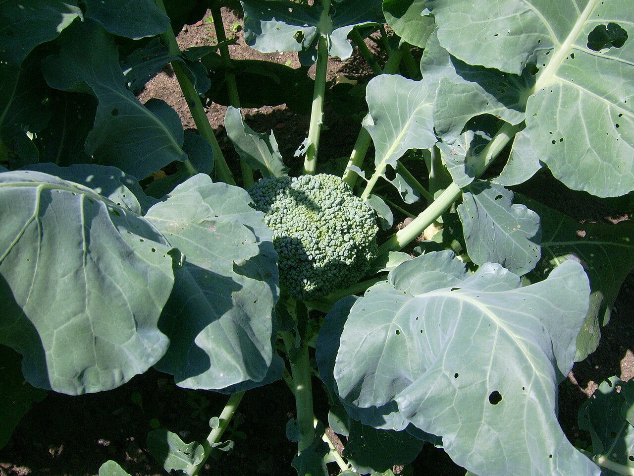 Fresh Broccoli grown in Alabama by Wade Greens