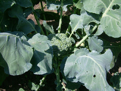 Fresh Broccoli grown in Alabama by Wade Greens