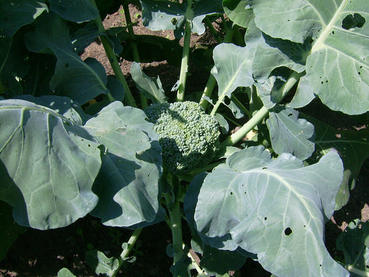 Fresh Broccoli grown in Alabama by Wade Greens
