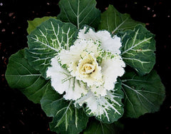 Fresh Kale grown in Alabama by Wade Greens
