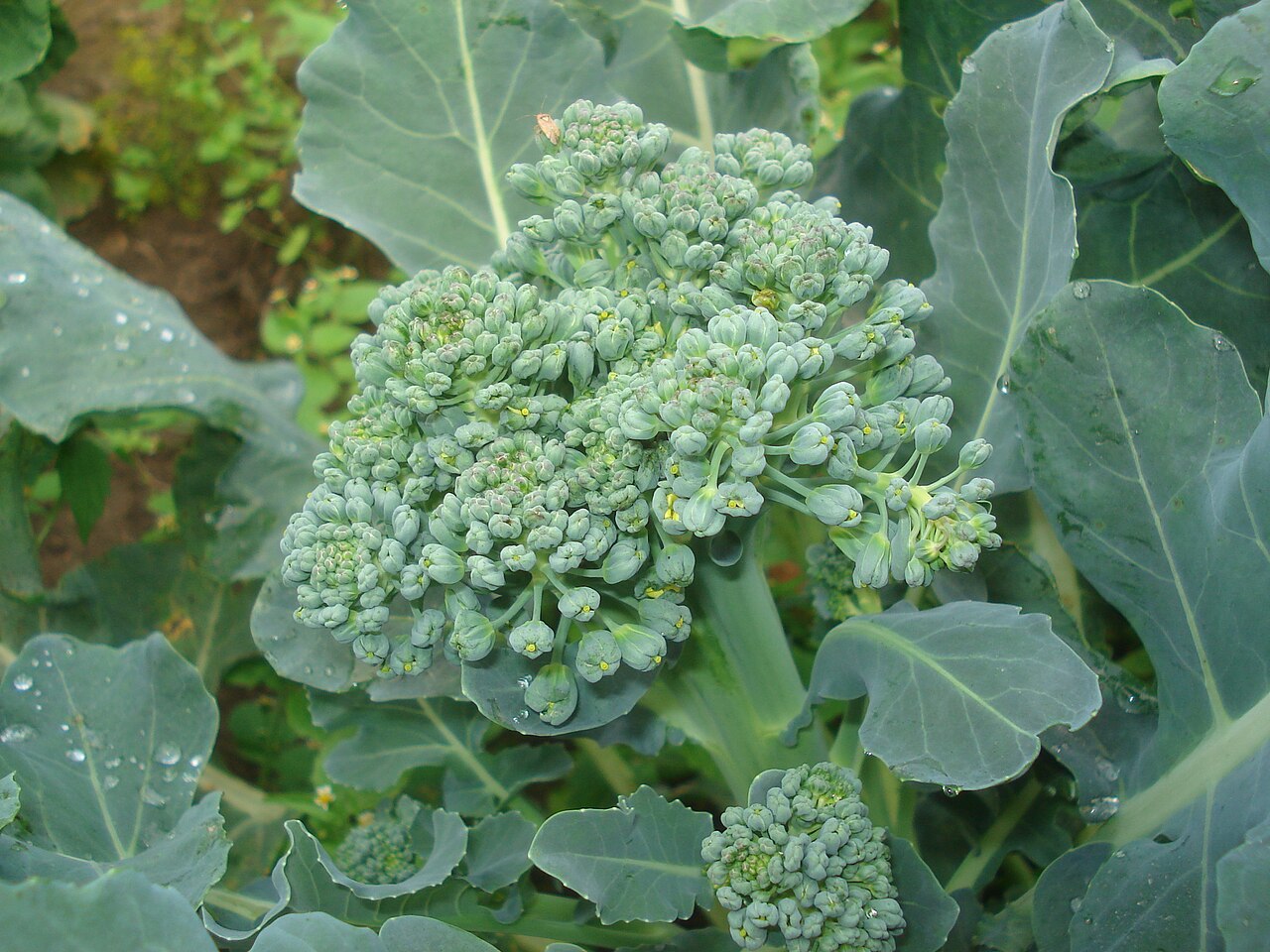 Fresh Broccoli grown in Alabama by Wade Greens