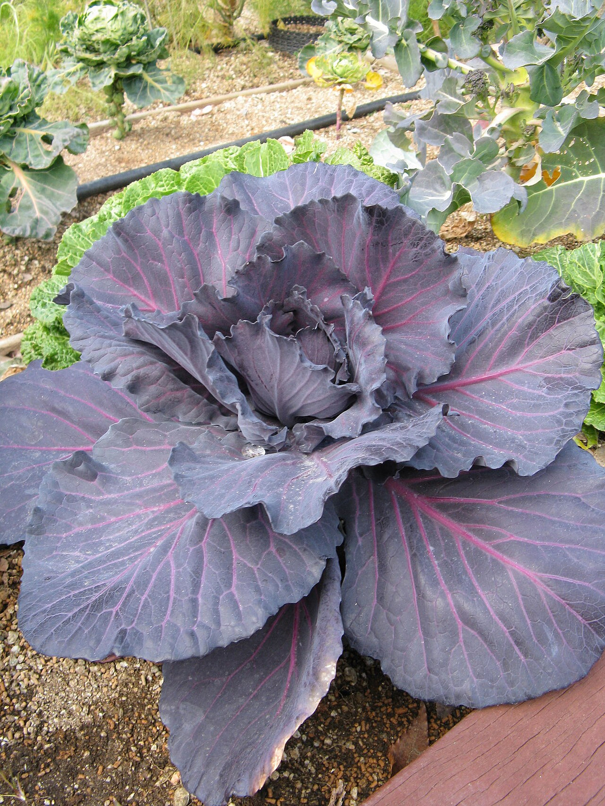 Red Cabbage Microgreens — photo: KENPEI, CC BY-SA 3.0, via Wikimedia Commons