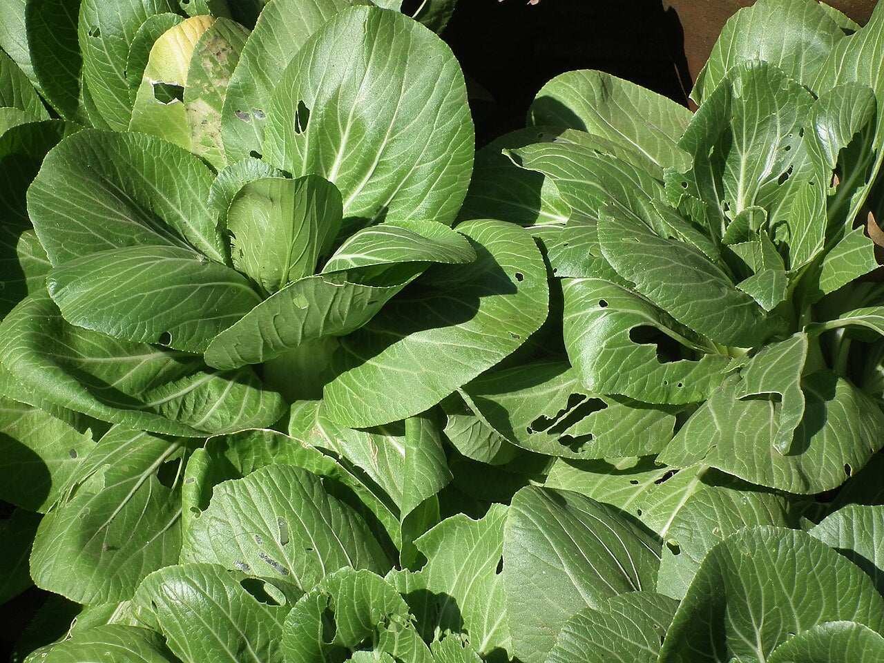 Fresh Bok Choy / Pak Choi grown in Alabama by Wade Greens