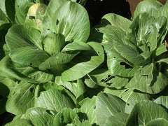 Fresh Bok Choy / Pak Choi grown in Alabama by Wade Greens