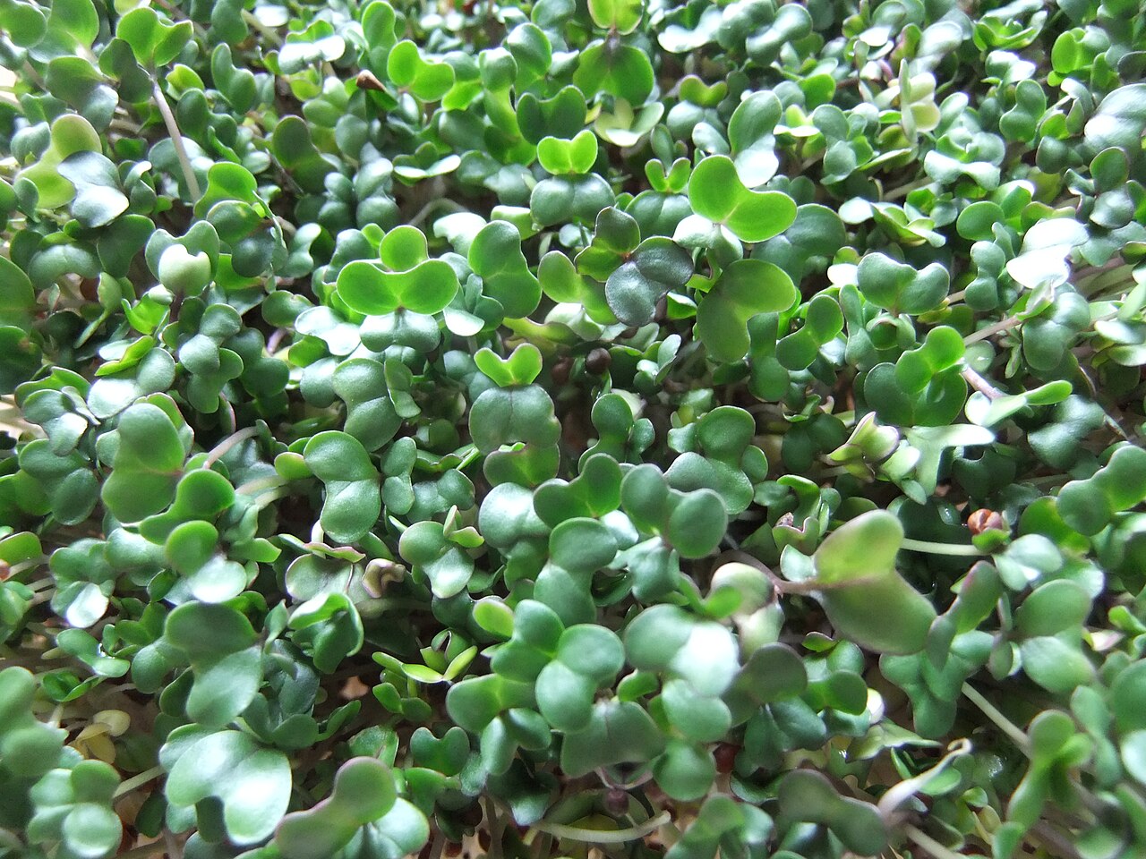 Broccoli Starter Plant — photo: Julie Gibbons, CC BY 2.0, via Wikimedia Commons