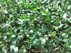 Broccoli Starter Plant — photo: Julie Gibbons, CC BY 2.0, via Wikimedia Commons