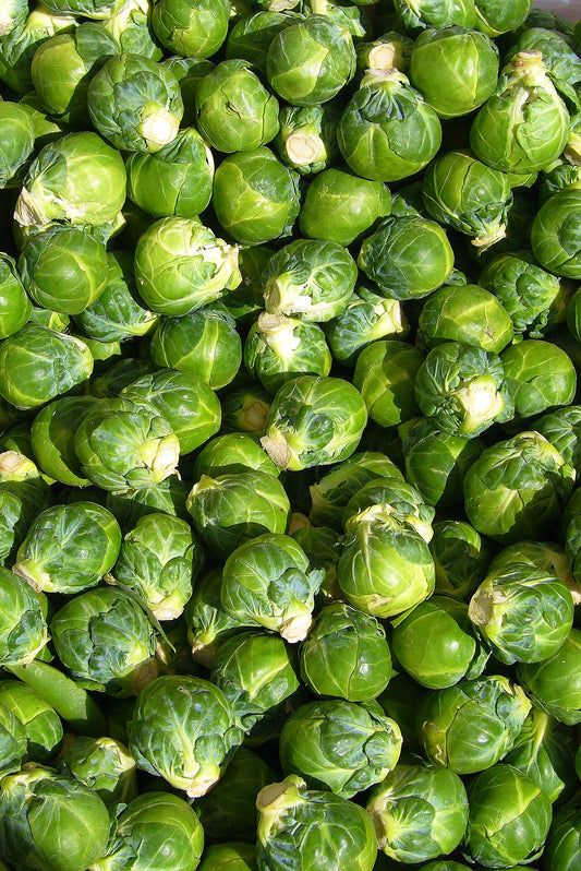Brussels Sprouts Starter Plant — photo: Eric Hunt, CC BY 2.5, via Wikimedia Commons