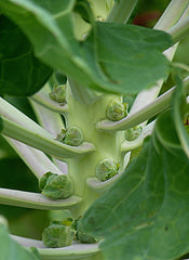Fresh Brussels Sprouts grown in Alabama by Wade Greens