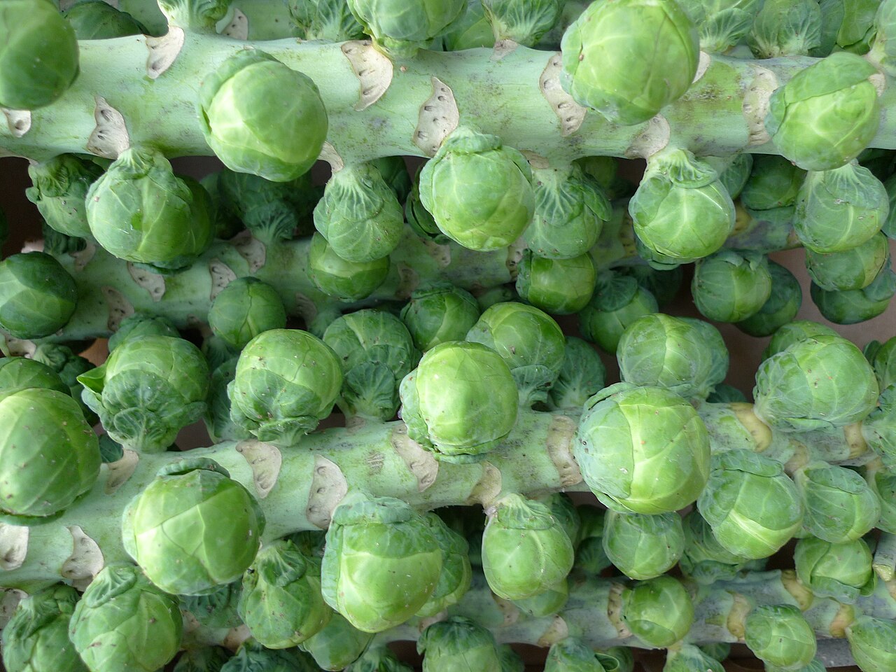 Fresh Brussels Sprouts grown in Alabama by Wade Greens