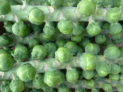 Fresh Brussels Sprouts grown in Alabama by Wade Greens