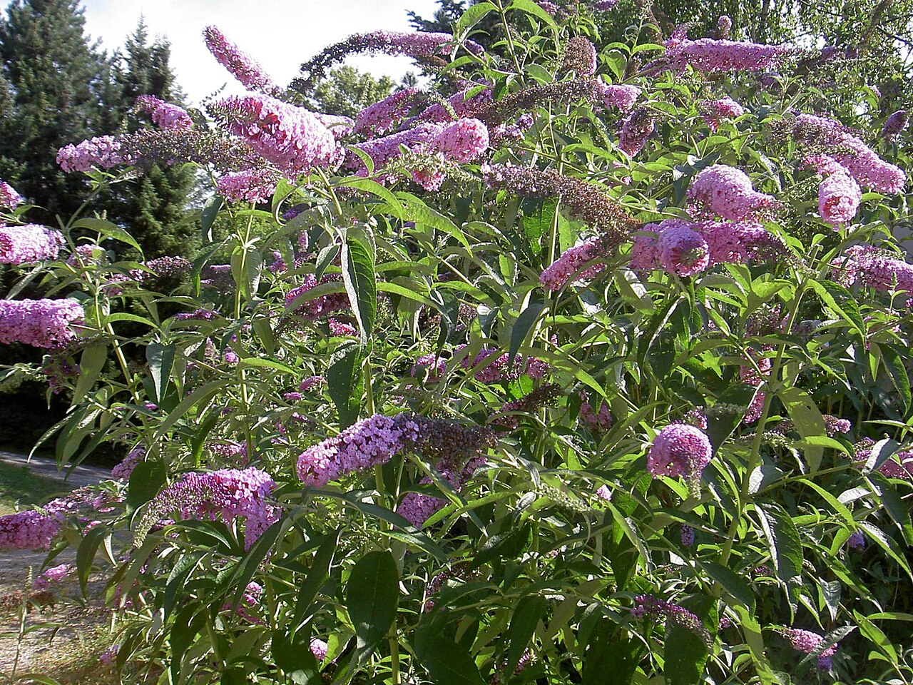 Butterfly Bush Shrub — photo: IKAl, CC BY-SA 2.5, via Wikimedia Commons
