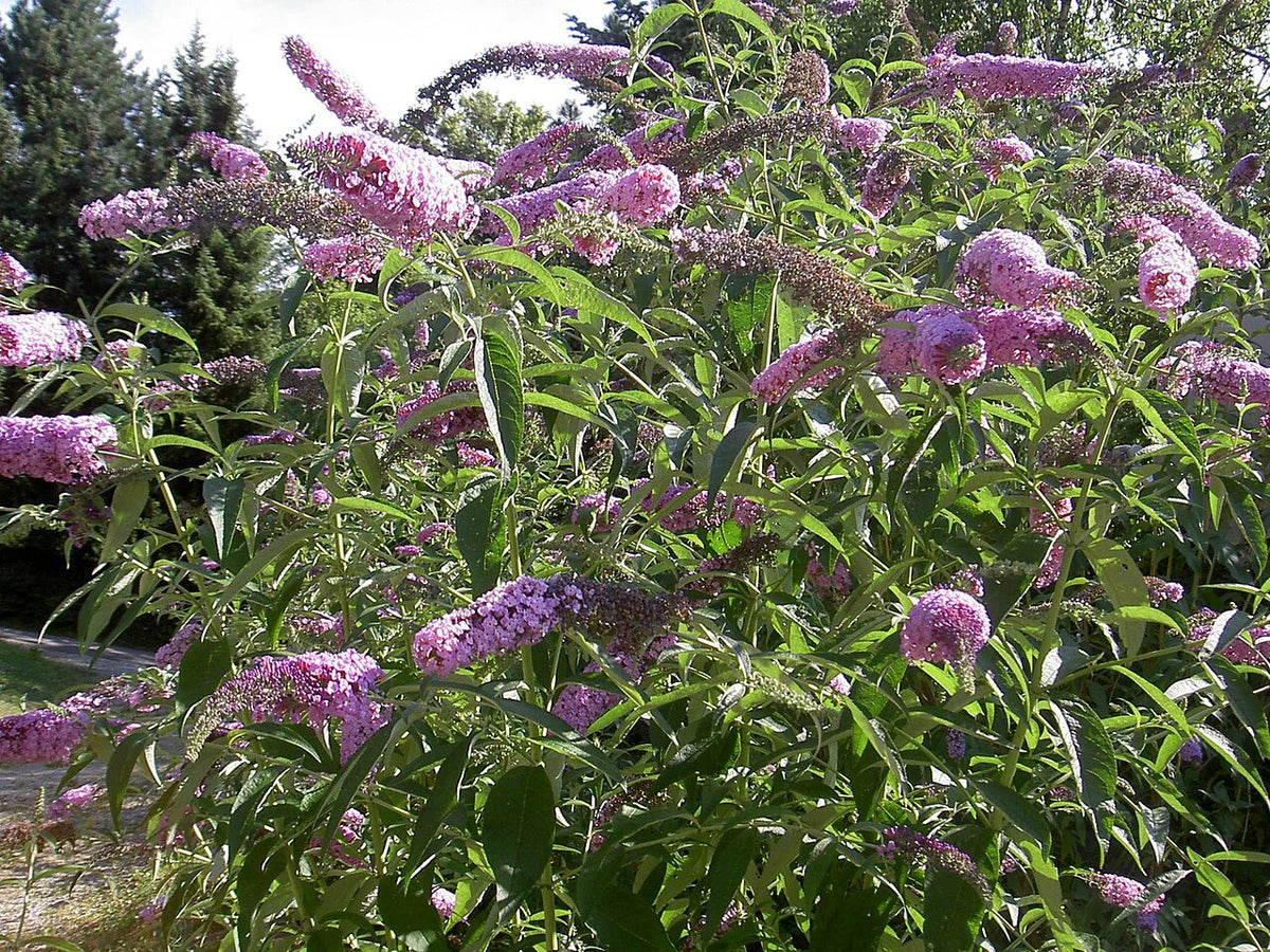 Butterfly Bush Shrub — photo: IKAl, CC BY-SA 2.5, via Wikimedia Commons