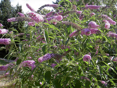 Butterfly Bush Shrub — photo: IKAl, CC BY-SA 2.5, via Wikimedia Commons