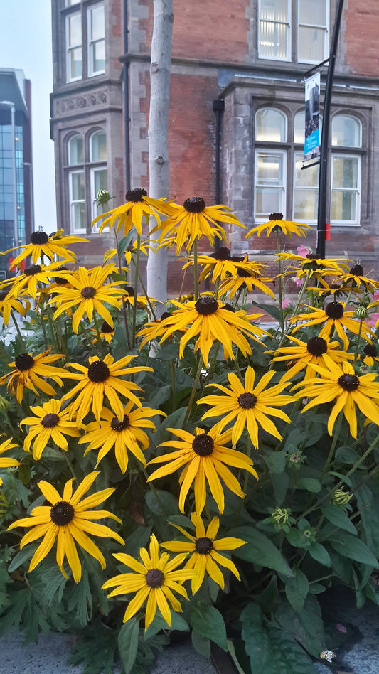 Rudbeckia (Black-Eyed Susan) (Rudbeckia) - live plant from Wade Greens