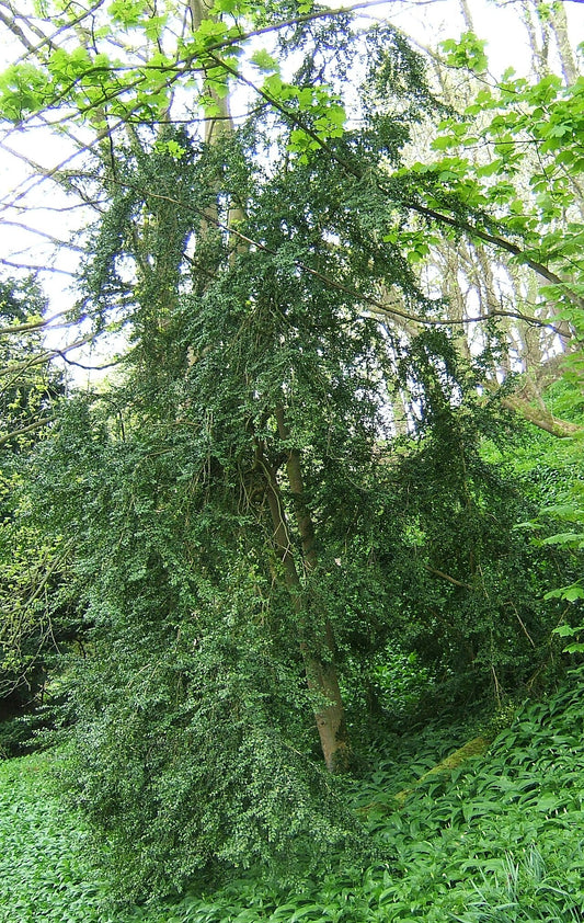 Boxwood Tree — photo: MPF, CC BY 2.5, via Wikimedia Commons