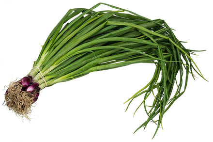 Green Onion / Scallion Starter Plant